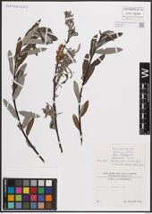 Foto von Salix eleagnos Scop.